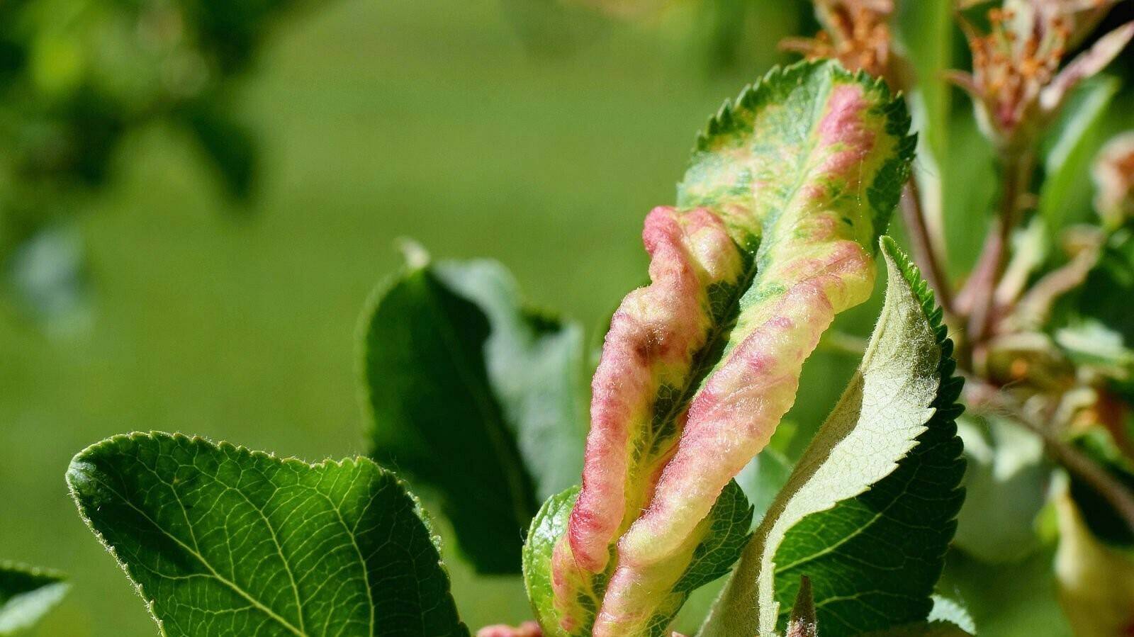 pulgón ceniciento de Koppert (2)